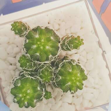 Thimble Cactus 'Fragilis'