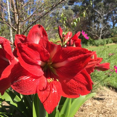 Hippeastrum