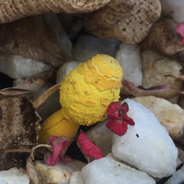 Plant image Leucocoprinus birnbaumii