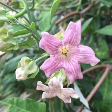 Araujia Sericifera