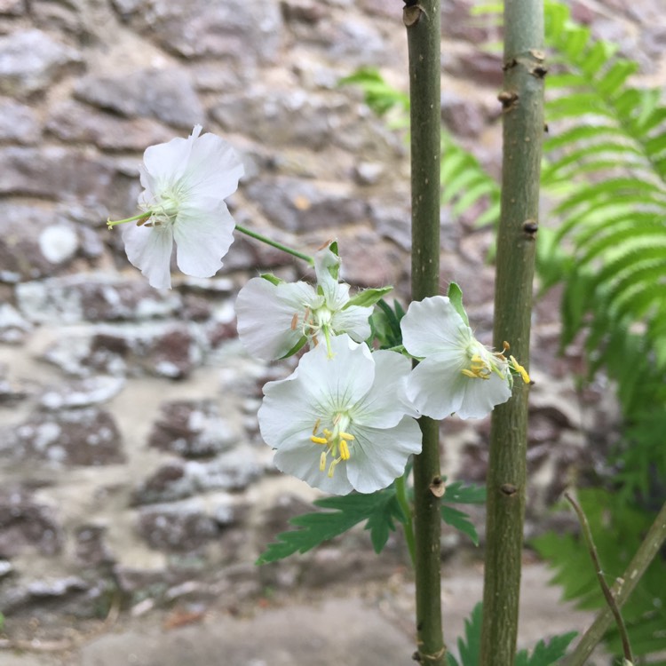 plant image 422126