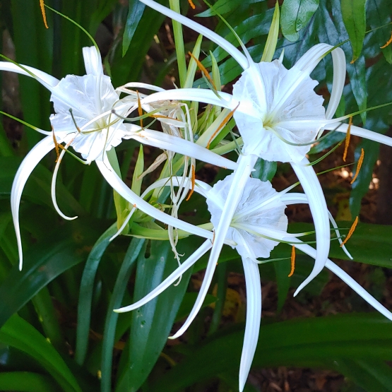 Plant image Crinum Asiaticum