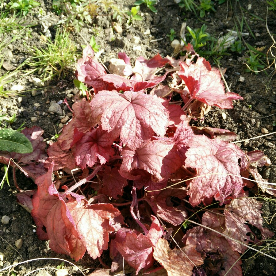 Plant image Heuchera 'Georgia Peach'