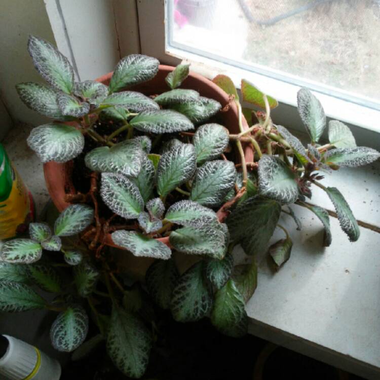 plant image 906744