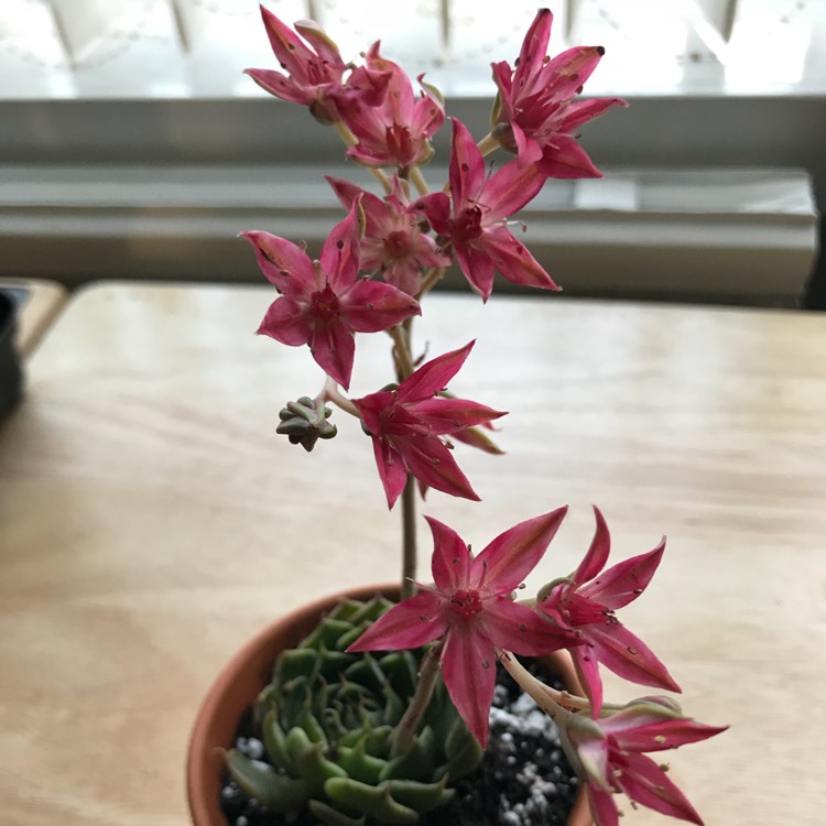 Plant image Tacitus Bellus syn.Graptopetalum Bellum