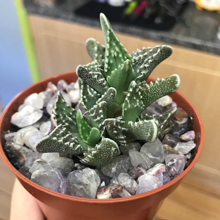 Plant image Faucaria Albidens
