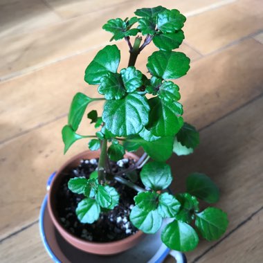 Plectranthus verticillatus