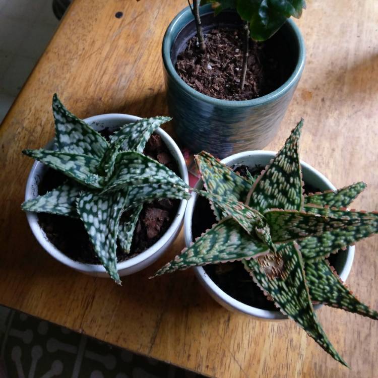Plant image Aloe 'Firecracker'