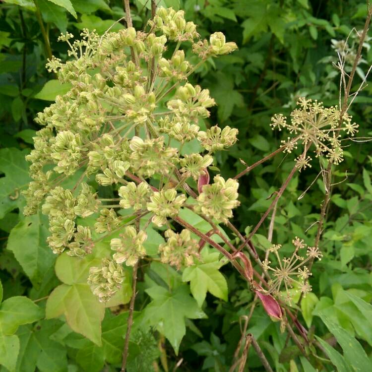 plant image 795532