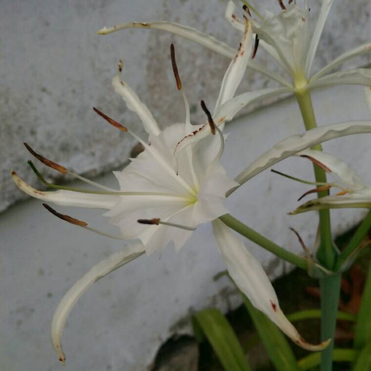 Plant image Hymenocallis occidentalis