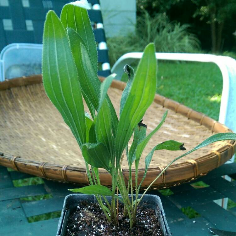 plant image 798468