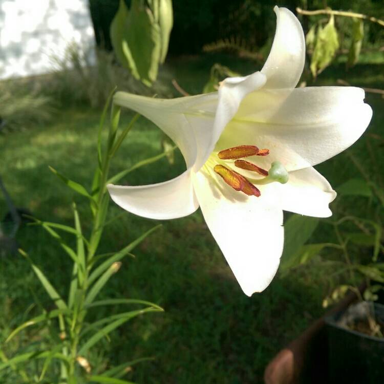 Plant image Lilium longiflorum 'White Heaven'