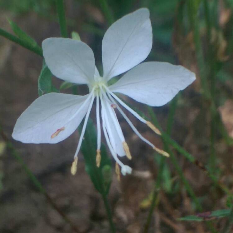 Plant image Oenothera lindheimeri 'Kleau04264' (Belleza Series) syn. Oenothera lindheimeri 'Belleza White', Gaura lindheimeri 'Belleza White'