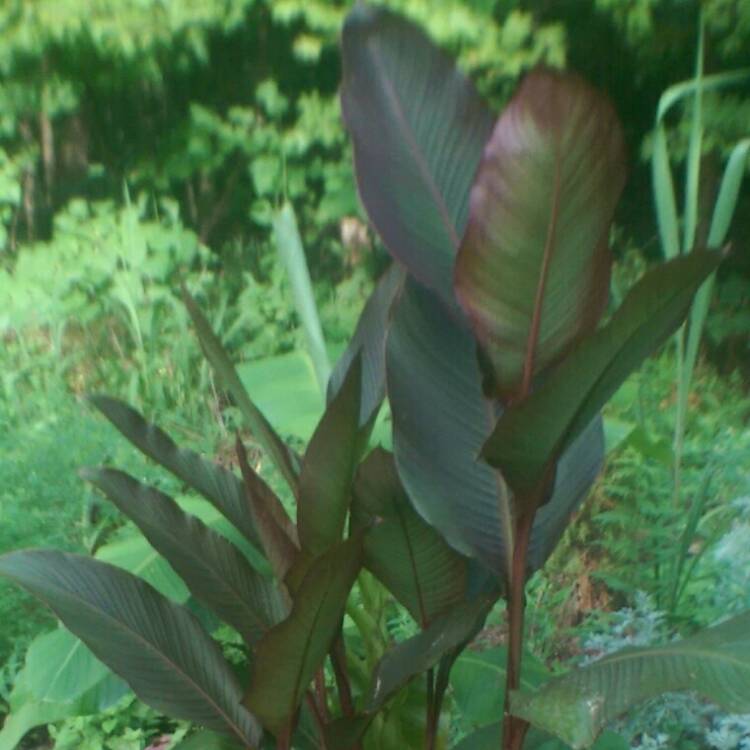 Plant image Canna 'Roi Humbert' syn. Canna 'Red King Humbert'