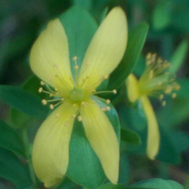 plant image 814811