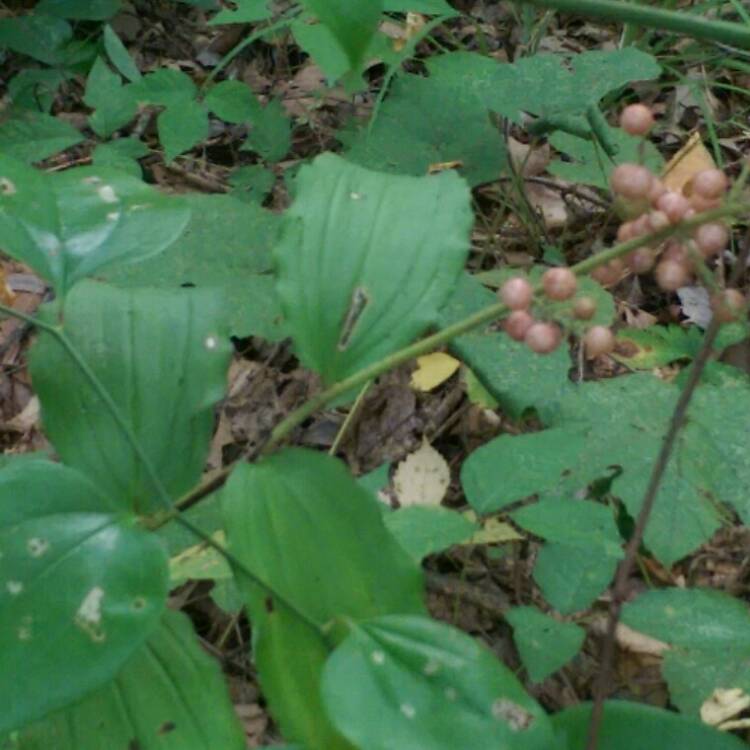 Plant image Maianthemum racemosum