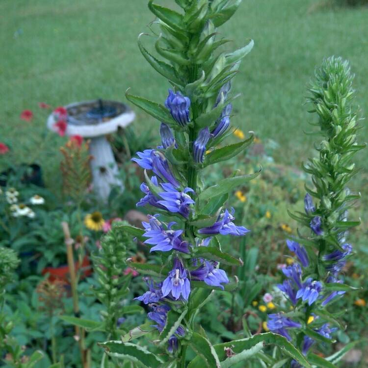 Plant image Lobelia siphilitica 'Blue'