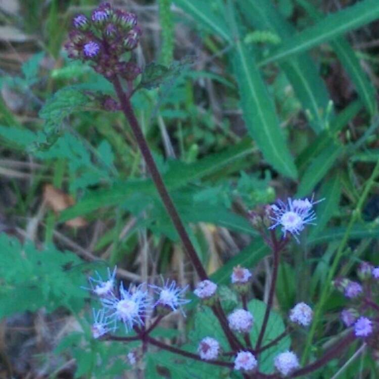 Plant image Conoclinium coelestinum

