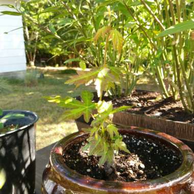 Acer palmatum