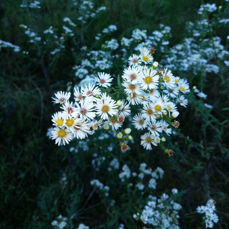 Plant image Symphyotrichum ericoides syn. Aster ericoides