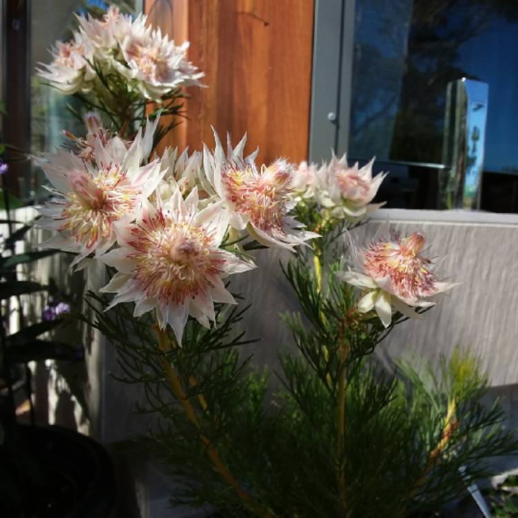 Plant image Serruria florida 'Blushing Bride'