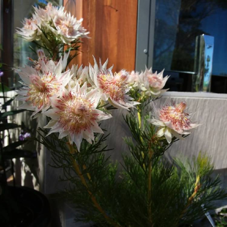 Serruria florida 'Blushing Bride', Protea 'Blushing Bride' - uploaded by  @mysticmo