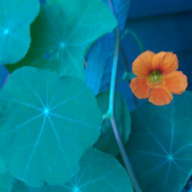 Nasturtium