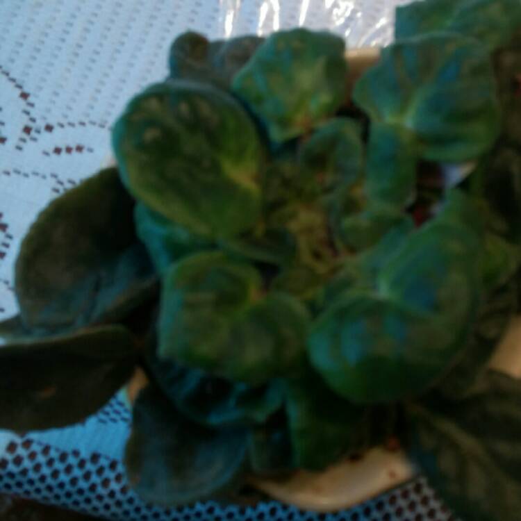 plant image 246032