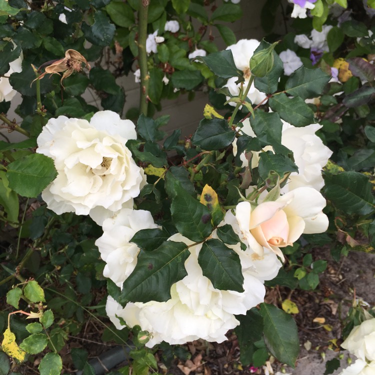 plant image 569126