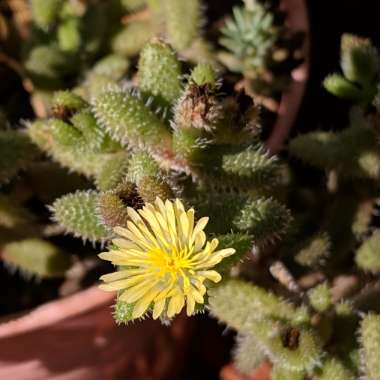 Delosperma echinatum syn. Delosperma pruinosum