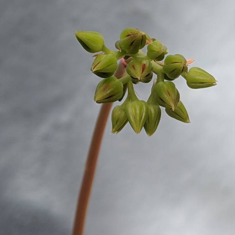 plant image 1007352 plant image 1007352