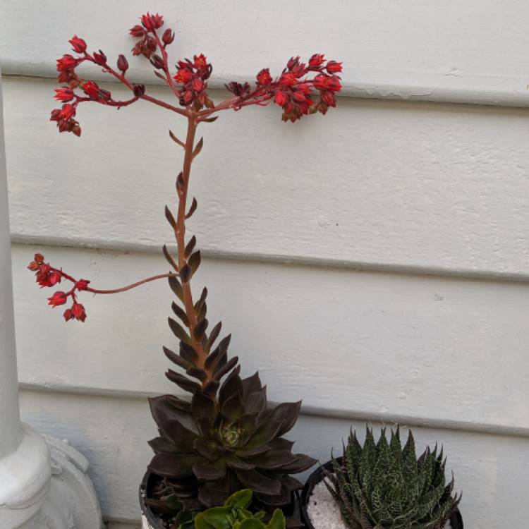 plant image 1007355 plant image 1007355