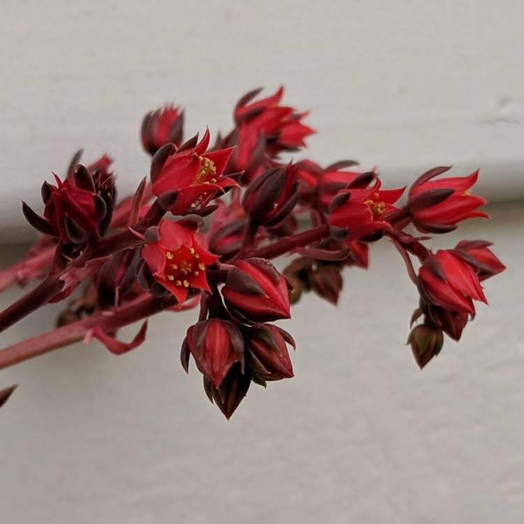 plant image 1007356 plant image 1007356