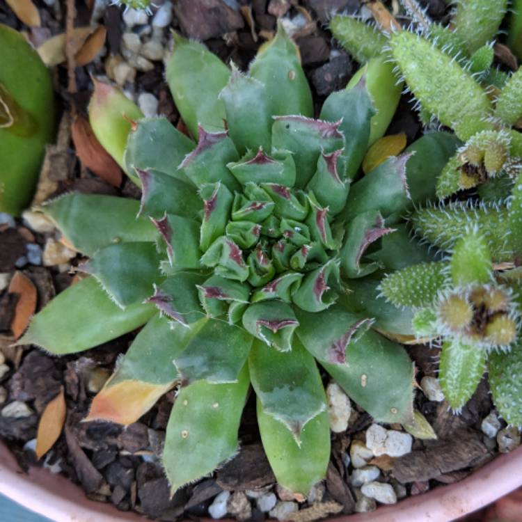 plant image 1009902