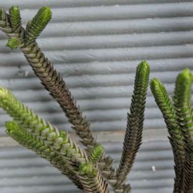 Crassula muscosa