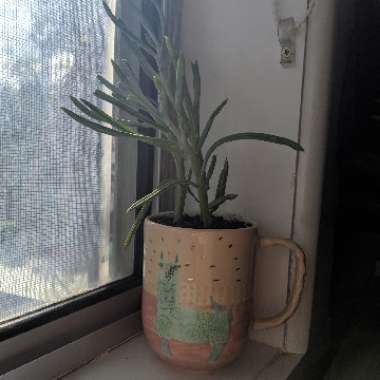 Senecio 'Giant Chalk Sticks'