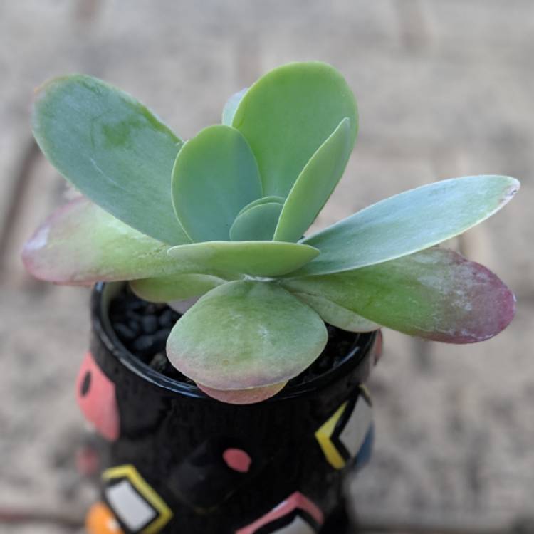 plant image 1020791