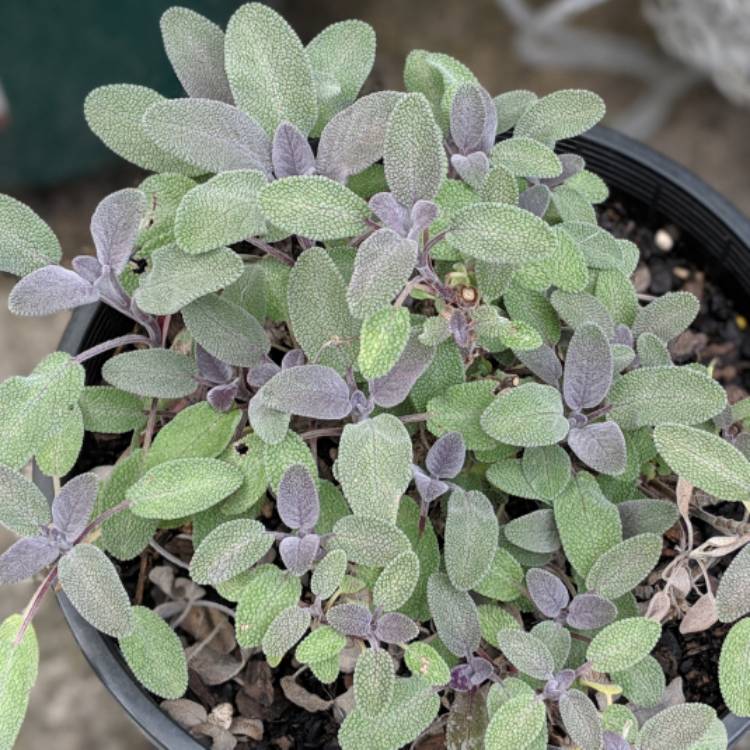 plant image 1020806