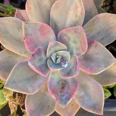 Graptopetalum Purple Haze