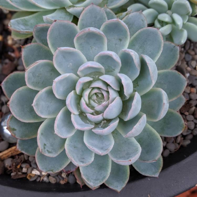 plant image 1028092 plant image 1028092