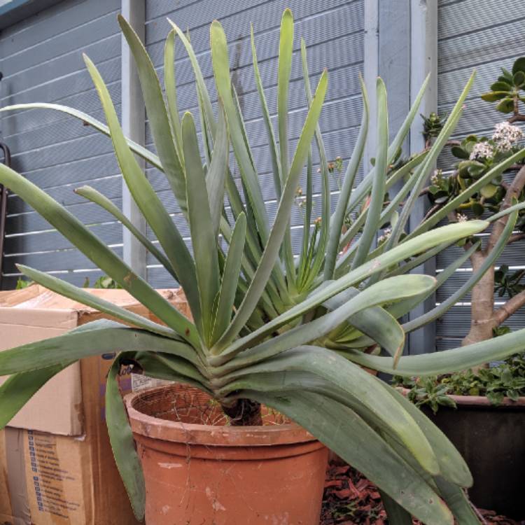 Plant image Kumara Plicatilis