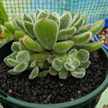 Echeveria Setosa var. Setosa