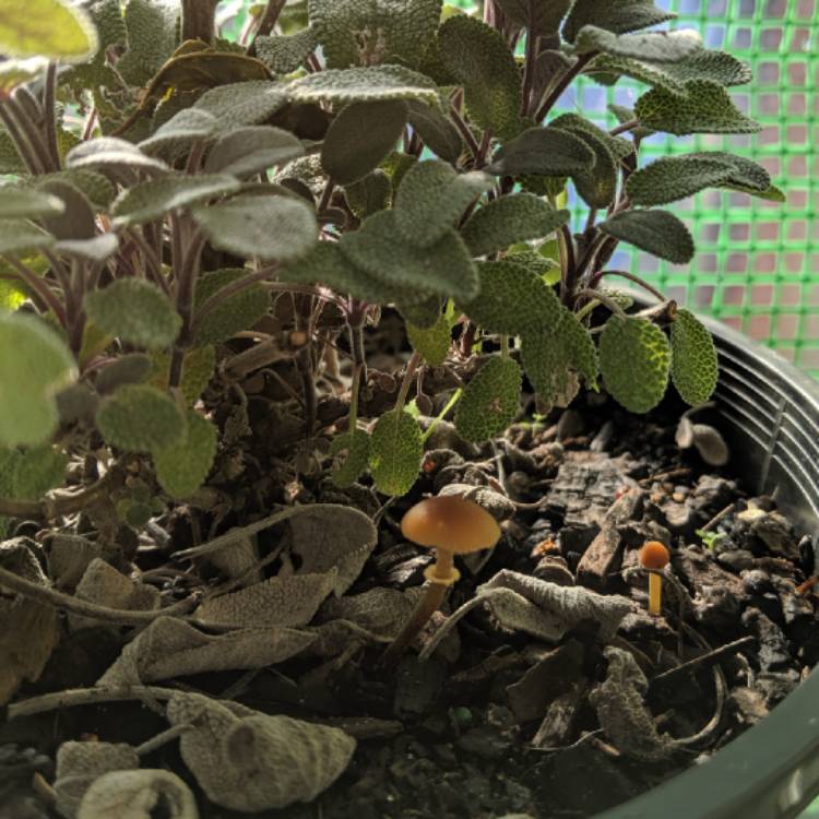 plant image 1067134