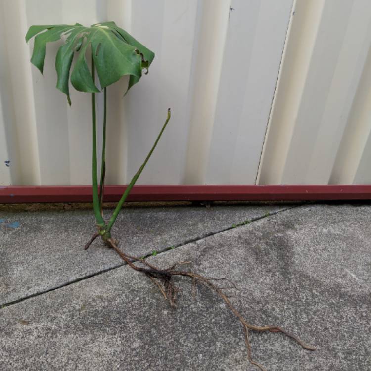 plant image 1067298 plant image 1067298