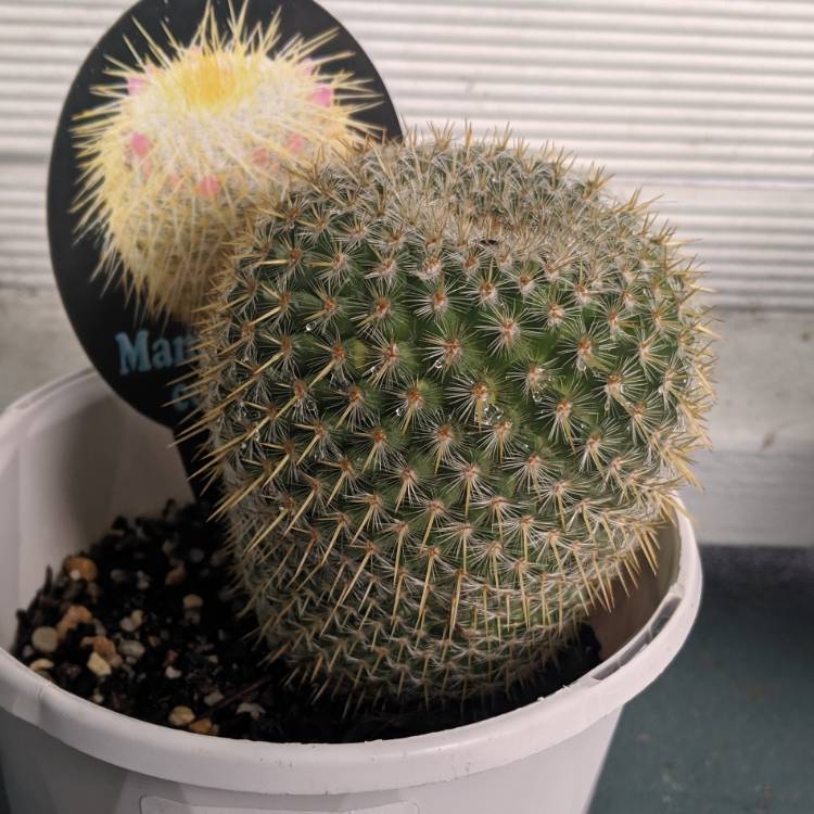 plant image 1071031