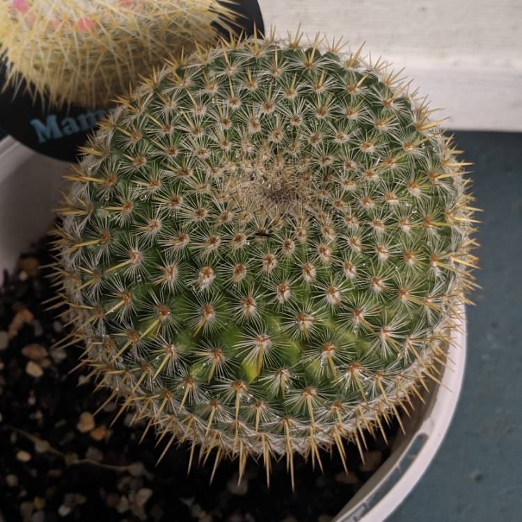 Plant image Mammillaria muehlenpfordtii syn. Mammillaria neopotosina, Mammillaria celsiana