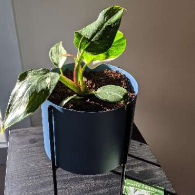 Philodendron 'White Princess'