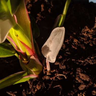 Philodendron 'White Princess'