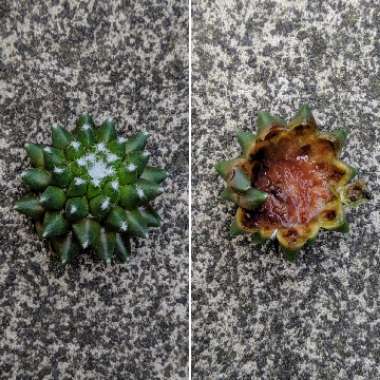 Mammillaria polythele 'Toluca' syn. Mammillaria vagaspina var. toluca