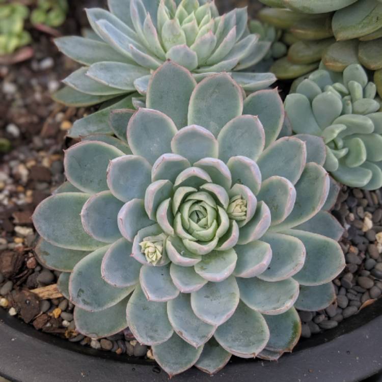 plant image 1090925 plant image 1090925